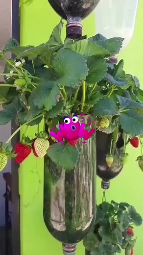 Cómo hacer una huerta vertical de fresas en casa