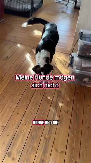 Understanding Dog Behavior: Why My Dogs Don't Get Along