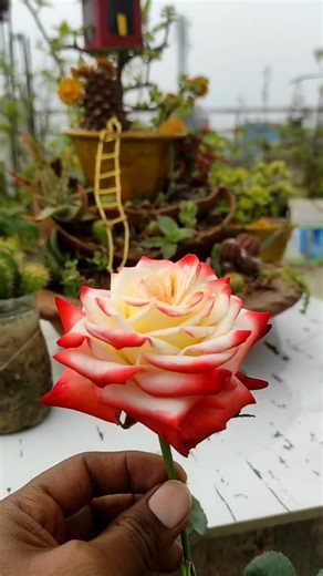 Beautiful rose #trending #funny #youtubeshorts #flowers #rose