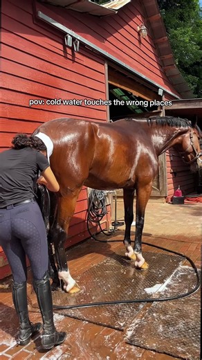 #farrier #farriersoftiktok #farrierlife | farriers of tiktok