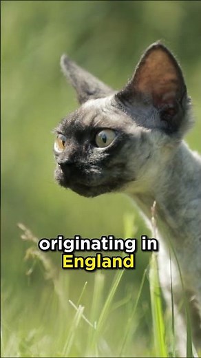 The Devon Rex cat from England #cats #devonrexcat