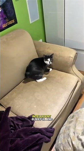 Manx Cat: The Tailless Cat With a Bunny Walk