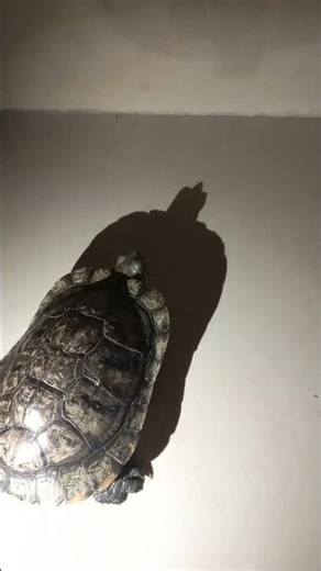 Dance #remix #music #kurakura #turtle #trending #shorts #redearedslider #memes #subscribe #like #fyp