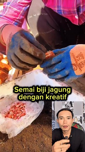 3.7K views | Cara murah menyemai biji jagung #CARA #tips #tutorial #reaction #fyp #viral #informasi | ZR TV React | Facebook