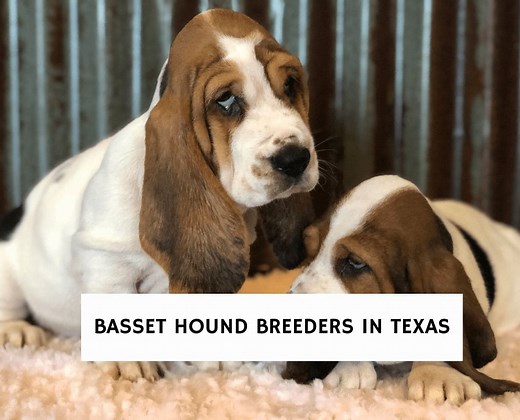 6 Best Basset Hound Breeders in Texas! - We Love Doodles