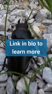 The dung beetle is the world's strongest insect, capable of pulling a staggering 1,141 times its own body weight. That's similar to an average person pulling about six double-decker buses. Learn more: https://animals.howstuffworks.com/animal-facts/strongest-animal-in-the-world.htm | Howstuffworks