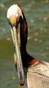 Explore Nature Now EDUCATIONAL Nature Documentary NEW Pterodáctilo Pelican Pelícan #explorenaturenow