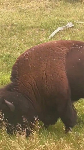 #yellowstone #travelvlog #usatravelvlog Yellowstone National Park