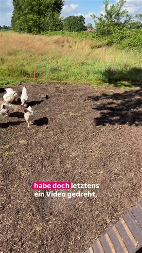 Rote Vogelmilbe im Hühnerstall entdeckt – nach 12 Monaten ohne Befall ist sie zurück. In diesem Video zeige ich, wie ich die rote Vogelmilbe erkenne und was jetzt mein Plan ist, um sie ohne Medikamente für die Hühner wieder loszuwerden. Kein Grund sich zu schämen – Vogelmilben hat fast jeder Hühnerhalter irgendwann. #rotevogelmilbe #hühnerhaltung #hühnerstall #selbstversorger #hobbyfarm