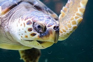 Neptune the sea turtle educates thousands before returning to her natural habitat