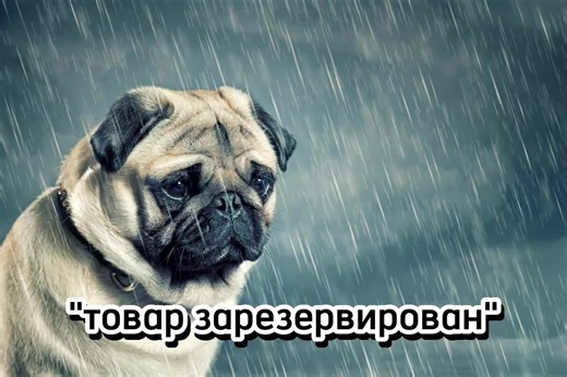 Understanding the Melancholy of Pugs