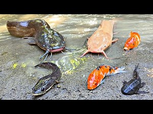 Catching giant catfish in a hole, ornamental fish, koi fish, snakehead fish, betta fish, turtle fish