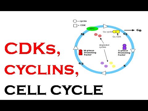 CDKs, cyclines, cell cycle