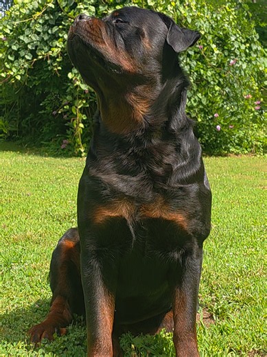 Cutest Rottie Male Model — Rottweiler Life & Behind the Scenes