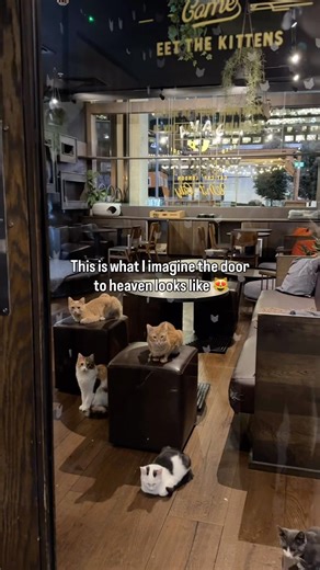 Nothing more heavenly than a room full of cats🥹 Visit Java Whiskers Cat Café! Book through bio