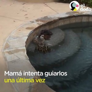 8.7M views · 70K reactions | Esta mamá pato 閭 se angustia cuando sus pequeños están en peligro e intenta ayudarlos de todas las formas posibles.  (Video: El Dodo) | El Periódico | Facebook