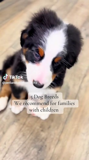 Top 5 Kid-Friendly Dog Breeds for Active Families