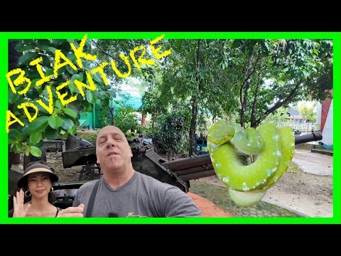 WILD GREEN TREE PYTHONS AND WAR | BIAK, PAPUA EP.1