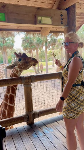 1K reactions · 45 comments | Feeding a giraffe 漣 Jacksonville Zoo and Gardens | Melissa Chipps | Facebook