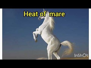 heat cycle of mare