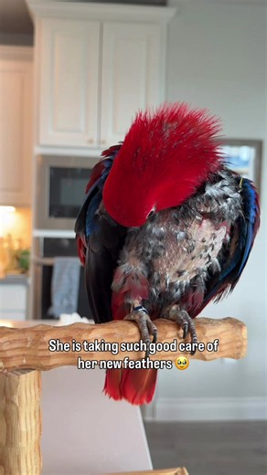 Making slow progress with Rosie ❤️ Rosie is a 5yo female eclectus parrot who was surrendered due to a number of behavioral issues 🥰 If you would like to help support Rosie and the other rescues in my flock, you can do so by joining our Patreon. All subscription fees go towards the costs of caring for the birds I help and towards future rescues. Patrons get access to every step of Rosie’s journey, as well as hundreds of videos of my birds that I don’t share anywhere else. You can find the link t