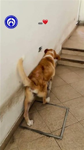 No es una simple mancha en la pared, es un recuerdo de que su perrito ya no está 🐶