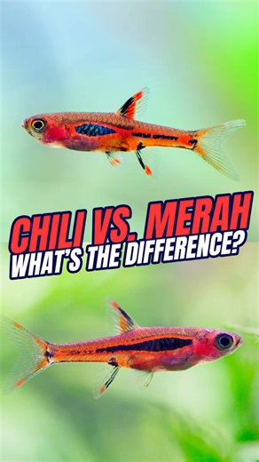 Curious what the difference is between a chili rasbora and a merah rasbora... if there even is one? 😅 Let's play spot the difference together! Shop ALL Rasboras https://bit.ly/3NWcXK5 Shop Shrimp Compatible Fish https://bit.ly/3uCTk2I Chili rasbora for sale 👉https://bit.ly/3U9gWGF Merah Rasbora for sale 👉 https://bit.ly/4jxhBLN Other Helpful Links: 🔔 Subscribe and follow along on our journey: https://bit.ly/485ea8U 👾 Join our Discord - it’s FREE https://discord.gg/NTcvt5YuYH 👪 Become a par