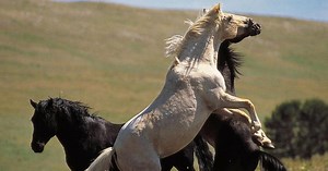 Nature | Cloud: Wild Stallion of the Rockies | Season 20 | Episode 1