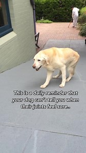 "The most special gift any owner could give their dog - is stronger joints as they get older. And this joint chew is the perfect way to do that" | PetLab Co.