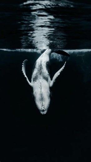 Quando muore una balena: Fatti e curiosità sugli animali
