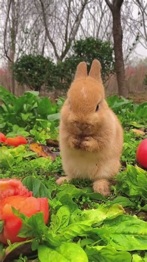 🎶 🐘 🛤️ Wash Your Hands And Face Make A Clean Little Rabbit Cute Pet Debut Plan Rabbit Pastoral Cu