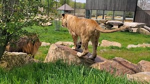 🎉🦁 HAPPY BIRTHDAY SIMBA!! Can you believe he is already 1? Simba has grown so much over the past year. In honor of his birthday you can now own one of Simba's paw prints which can be found on our keystonesafari.com online store. 🎂🎁 | Keystone Safari