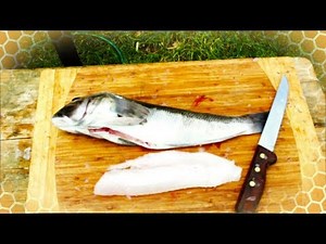 How to fillet a Blue Cod