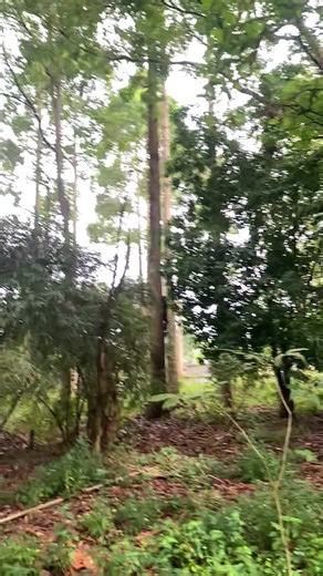 Khai đao quá rực rỡ ae ơi #ongmatdongnai