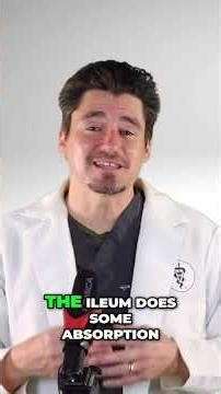 Small Intestines Explained: Duodenum, Jejunum & Ileum #shorts
