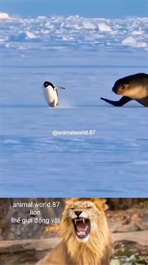 #animals #windanimals #animalworld #thegioidongvat #CapCut | animals