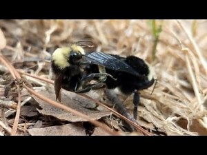 Bumble Bees mating