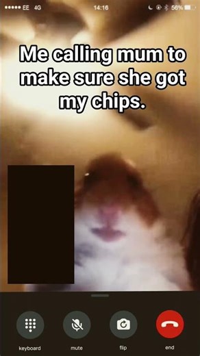 Hamster calling meme #funny #anime #strangerthings #brainrot