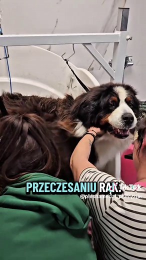 Pielęgnacja berneńskiego psa pasterskiego z miłością