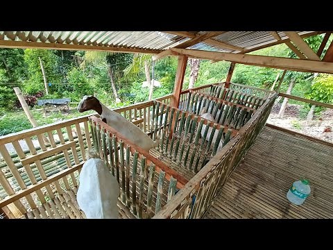 Goat farming in the Philippines | Quality Goats | Upgraded | Native | Purebred