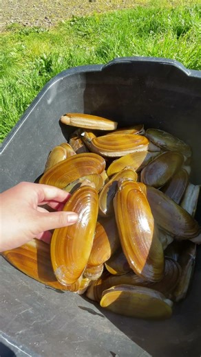 Razor Clam Ceviche #catchandcook