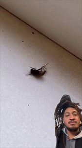 465K views · 9.6K reactions | Spider️ vs Fly練 (INCREDIBLE!) | Patrick Cloud | Facebook