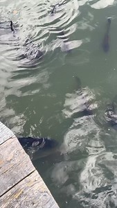 1.2K views · 84 reactions | Can anyone guess where this peg is?  | Fish Matrix | Facebook