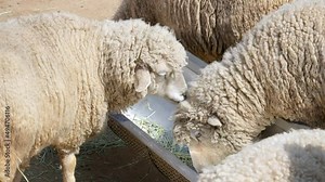 Sheep Feeding At A Trough In A Farm - close up