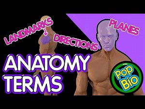 Anatomy Directions, Planes and Landmark Terminology