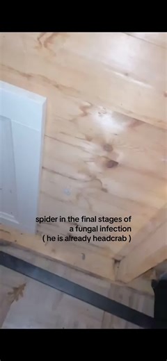 Fungal Infection in Spiders: The Zombie Transformation