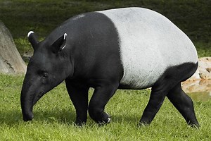 Malayan tapir - Alchetron, The Free Social Encyclopedia
