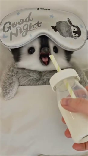 🐧 Bedtime for a Little Penguin🍽️💤 #cutepenguin #aipenguin #aiart #penguin #youtubeshorts #cuteshorts