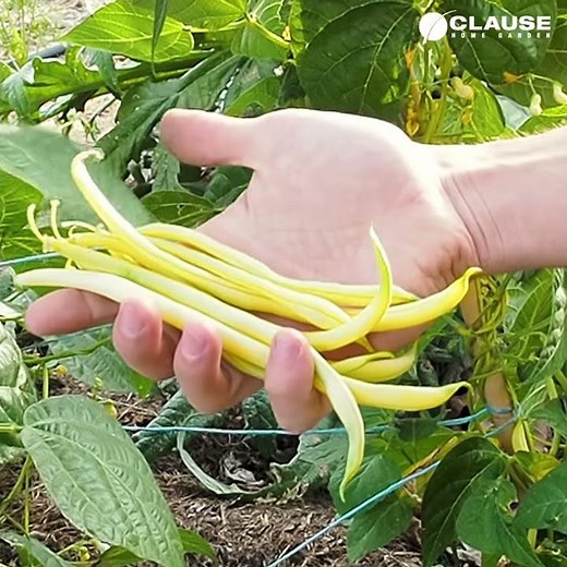 Comment cultiver et récolter les haricots grimpants (ou haricots à rames) - #HowToGrow | HM.CLAUSE