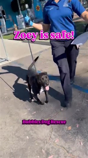Bubbles Dog Rescue on Instagram: "Baldwin Park Zoey is with us!🎉 rescues need fosters for these freedom videos to continue: PLEASE APPLY TO FOSTER! & please honor pledges via: *exactly as written to avoid scammers* (🩵THE OFFICIAL VENMO & PAYPAL ARE LINKED IN OUR BIO🩵) 💖Zelle 9083397339 💖Venmo bubblesdogrescueNOFEE 💖PayPal bubblesdogrescue@gmail.com 💖or our website which has mailing info as well bubblesdogrescue.org/donate Thank you so much. PRAISE GOD! Welcome to Bubbles!🫧"